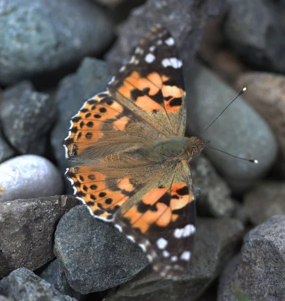 Una Macro Toma Una Hermosa Mariposa Negra Naranja Sobre Piedras —  Fotos de Stock