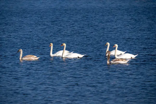 Beautiful View Graceful Swans Floating Lake — Stock Photo, Image