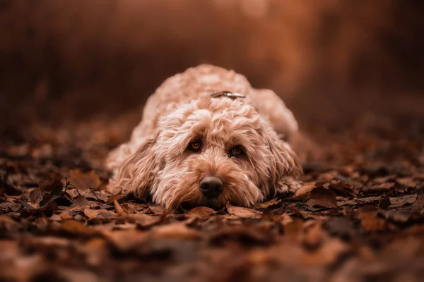 가을에 귀여운 강아지 — 스톡 사진