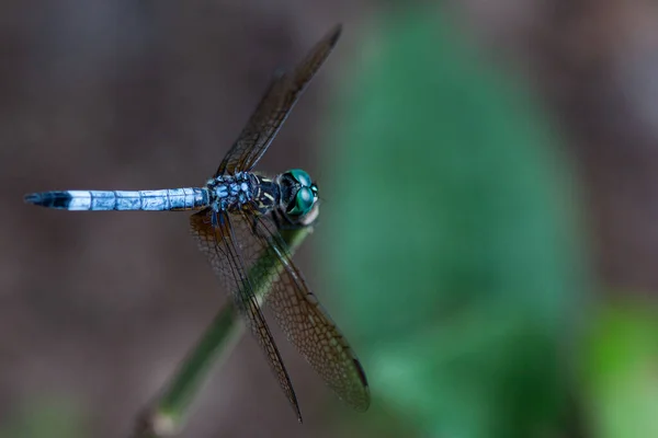 蓝色蜻蜓的浅浅的聚焦镜头 — 图库照片