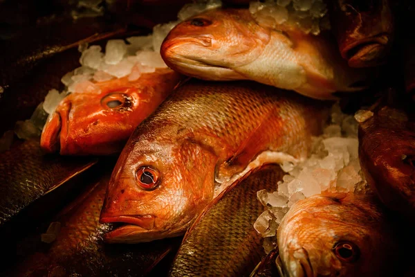 Närbild Fryst Fisk — Stockfoto