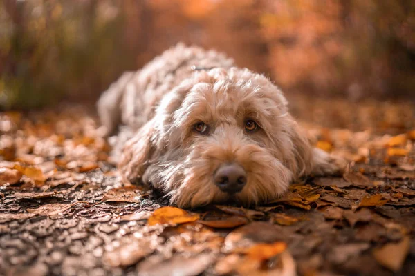 Sonbaharda Çekilmiş Şirin Bir Köpek Yavrusu — Stok fotoğraf
