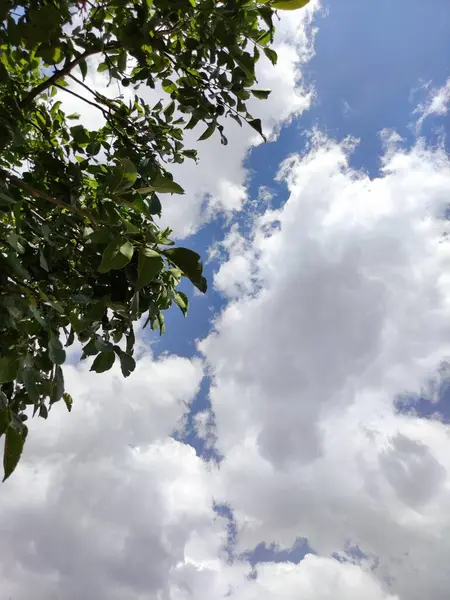 Plano Vertical Nubes Esponjosas Cielo Azul Con Ramas Árboles — Foto de Stock