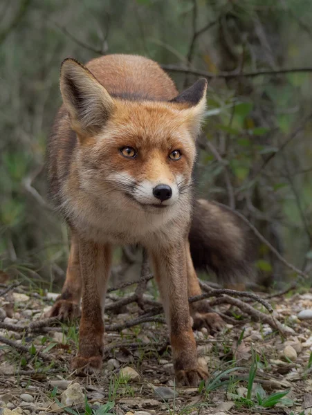 Svislý Záběr Červené Lišky Lese — Stock fotografie