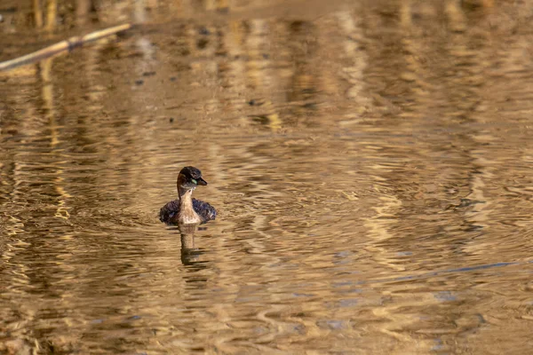 Grebe Solitário Pescoço Preto Flutuando Lago Calmo Com Seu Reflexo — Fotografia de Stock