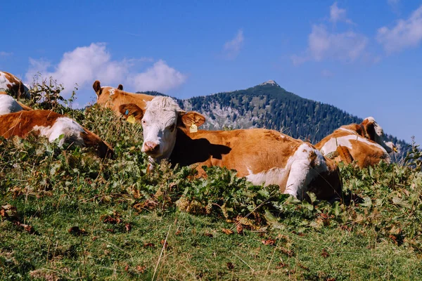 Grupo Vacas Nos Alpes Baviera — Fotografia de Stock