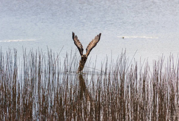 Eine Erstaunliche Aufnahme Eines Falken Der Über Der Wasseroberfläche Hinuntersaust — Stockfoto