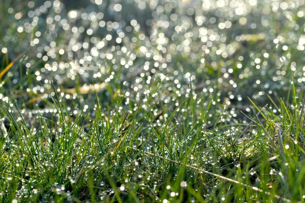 Hierba Verde Con Gotas Rocío Amanecer Hermosa Mañana Sol Primavera — Foto de Stock