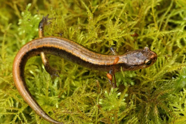 Closeup Adult Western Red Backed Salamander Plethodon Vehiculum Sitting Green — Stock Photo, Image