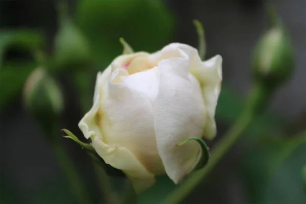 Zbliżenie Ujęcia Kwiatu Róży Ciemnozielonym Nieostrym Tle — Zdjęcie stockowe