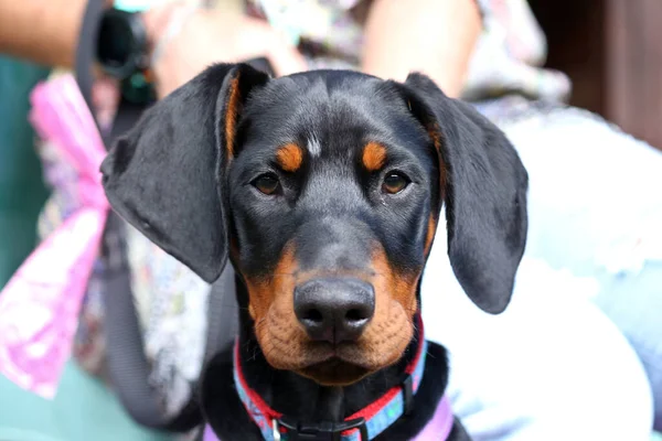 Closeup Portrait Cute Black Doberman Puppy Blue Collar — Stock Photo, Image