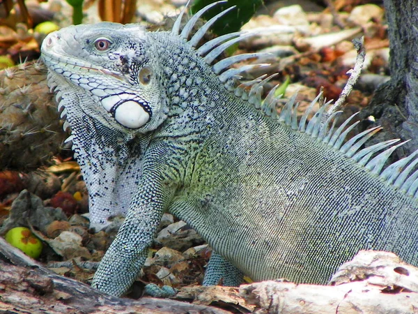 Uma Foto Cênica Lagarto Iguana Natureza Curaçao — Fotografia de Stock