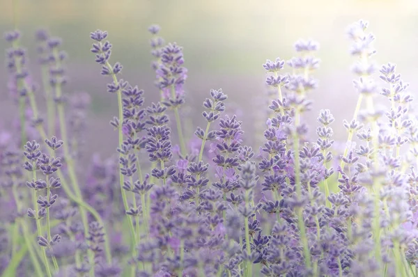 一个美丽的新鲜紫色薰衣草的水平背景 — 图库照片