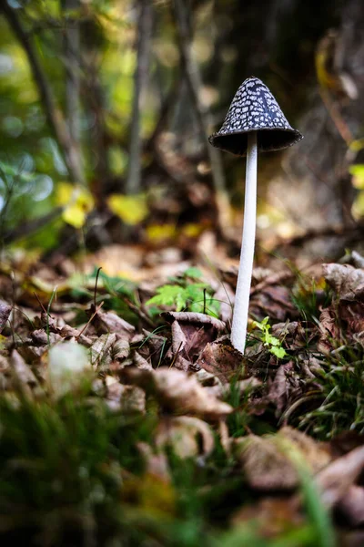Vertical Shot Wild Mushroom Grown Forest — Stock Photo, Image