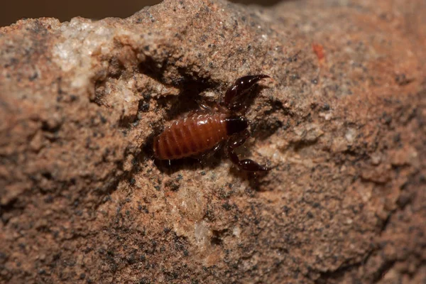 Makroaufnahme Eines Pseudoskorpions Auf Braunem Felsigem Boden — Stockfoto