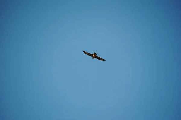 Sebuah Gambar Closeup Burung Terbang Surga Pada Hari Yang Cerah — Stok Foto