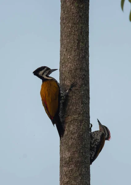 Closeup Greater Flamebacks Tree — Stock Photo, Image