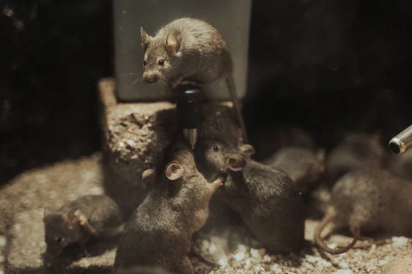 Grupp Små Råttor Glasbur — Stockfoto