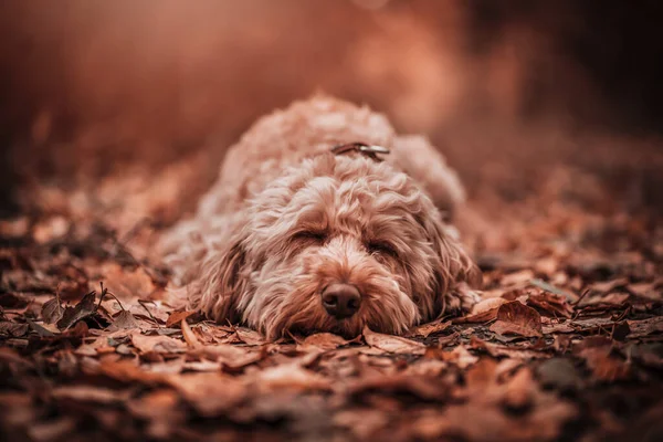 Een Schattig Puppy Gefotografeerd Herfst — Stockfoto