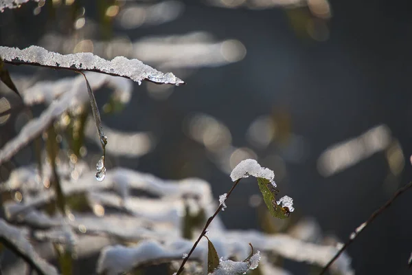 Selektywne Ujęcie Lodu Śniegu Roślinach — Zdjęcie stockowe