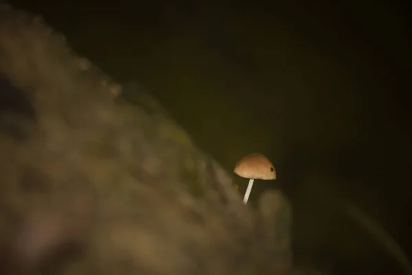 배경에 격리되어 버섯의 아름다운 — 스톡 사진