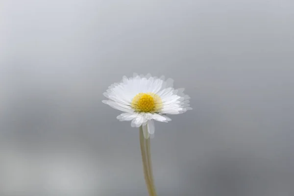 Plano Enfocado Una Flor Margarita Fondo Gris Claro —  Fotos de Stock