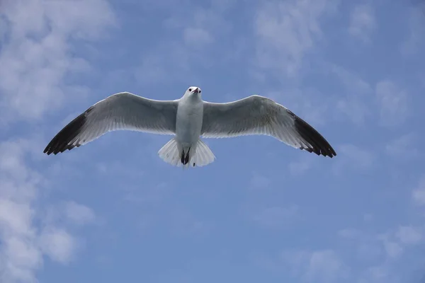 Знімок Середземноморської Чайки Летить Під Блакитним Небом — стокове фото