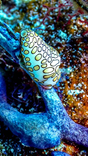 在水下珊瑚上的一只火烈鸟舌蜗牛 Cyphoma Gibbosum 的垂直宏观照片 — 图库照片
