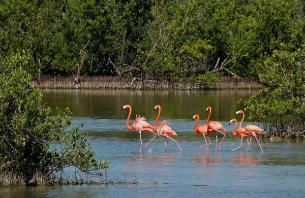 Ein Blick Auf Flamingos Einem Teich Der Nähe Eines Grünen — Stockfoto