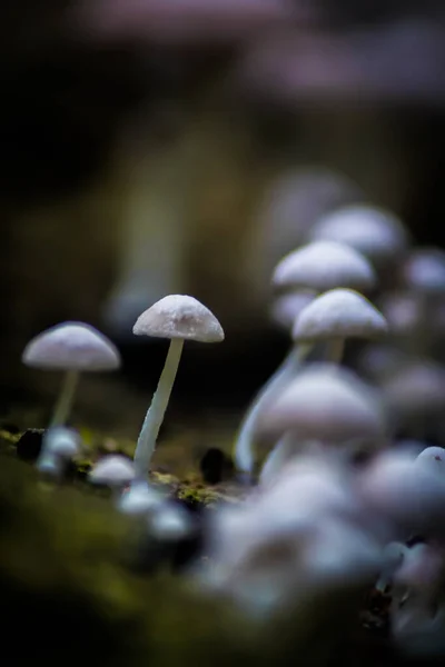 Closeup Shot Growing Mushrooms Forest — Stock Photo, Image
