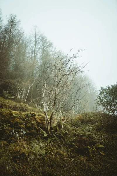 Nízký Úhel Portrétu Stromů Rostlin Mlhavé Hoře — Stock fotografie