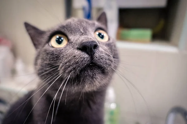 Retrato Gato Gris Asustado Mirando Hacia Arriba —  Fotos de Stock