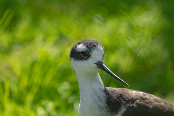 Eine Selektive Fokusaufnahme Eines Säbelschnäbelvogels Grünen Gras — Stockfoto