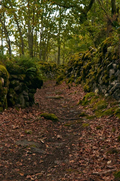 Estrecho Sendero Frondoso Través Del Bosque Lleno Exuberantes Árboles Verdes — Foto de Stock