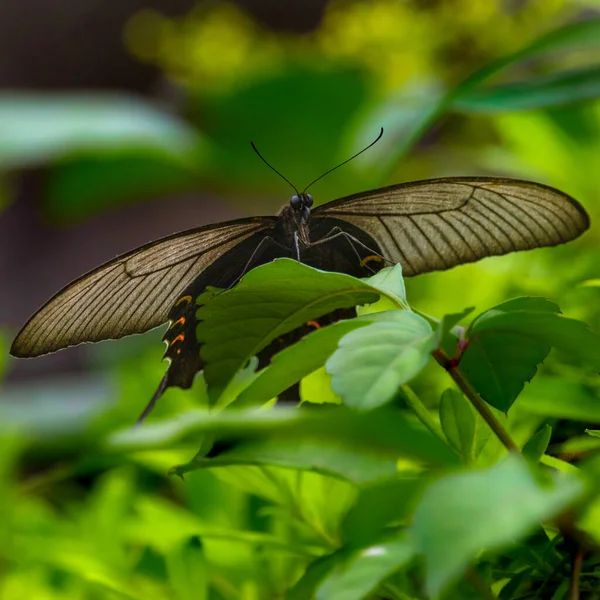 Μια Ρηχή Φωτογραφία Μιας Πεταλούδας Ένα Φυτό — Φωτογραφία Αρχείου