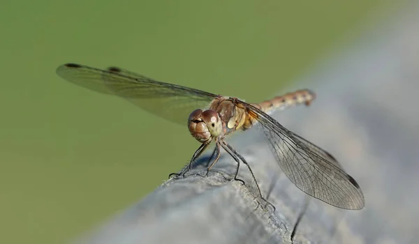 Dragonfly Mic Comun Mai Întunecat Cocoțat Suprafață Lemn Fundal Neclar — Fotografie, imagine de stoc