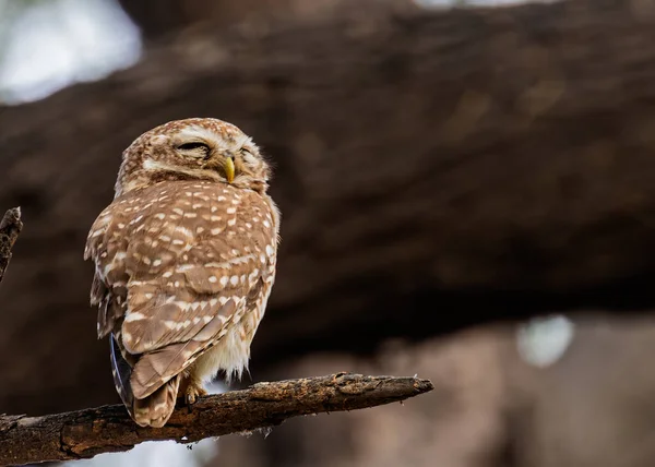 Closeup Cute Spotted Owl Strix Occidentalis Sleeping Tree Basking — Stock Photo, Image