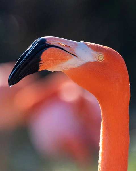 Eine Vertikale Nahaufnahme Des Amerikanischen Flamingos Phoenicopterus Ruber Zoo Von — Stockfoto