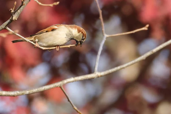 麻雀在树枝上栖息的房子麻雀的选择性聚焦镜头 — 图库照片