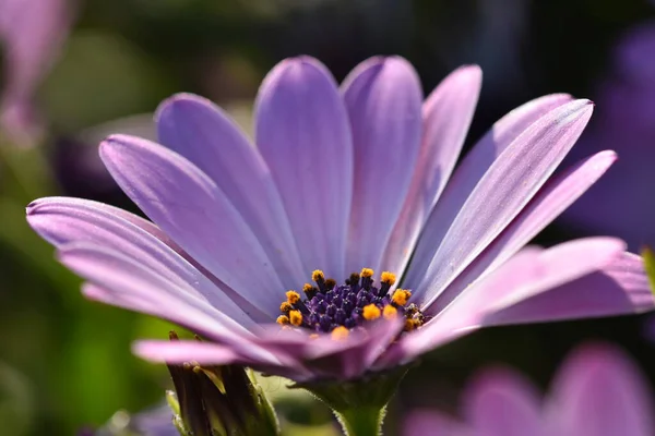Selective Purple Margarita Flowers — Stock Photo, Image