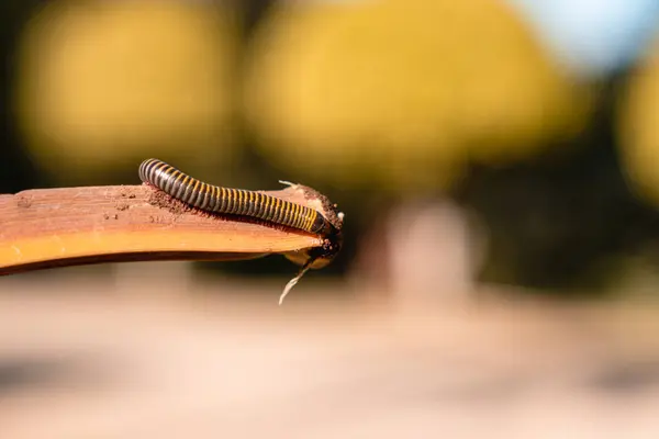 Anadenobolus Monilicornis Biológiai Faja — Stock Fotó