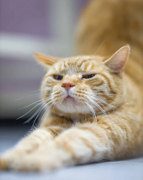 Egy Függőleges Felvétel Egy Macskáról Beacon Beans Car Caféban New — Stock Fotó