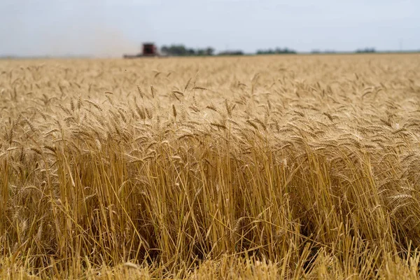 Les Plants Blé Doré Cultivés Dans Les Champs Campagne — Photo