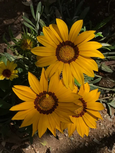 Eine Vertikale Nahaufnahme Von Drei Gelben Gazania Blumen Die Garten — Stockfoto