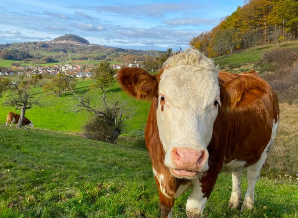 Close Shot Cute White Brown Cow Field Hohenstaufen Mountains Background — Stock Photo, Image