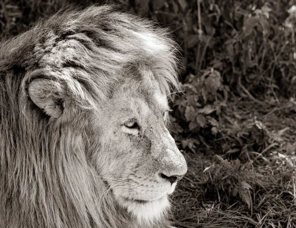 美しい雄ライオンのクローズアップショット グレースケール — ストック写真