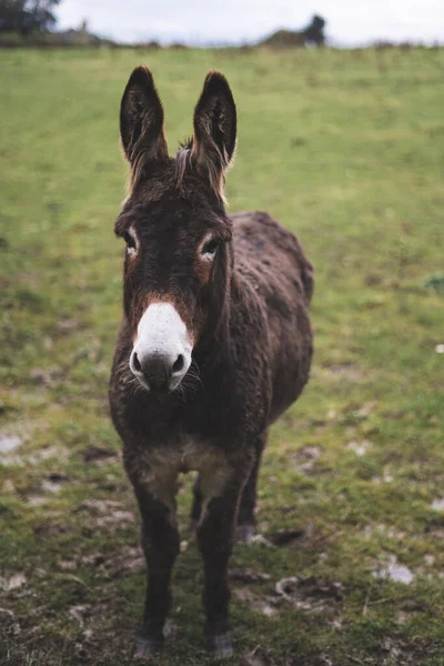 A vertical shot of brown donkey standing on green field