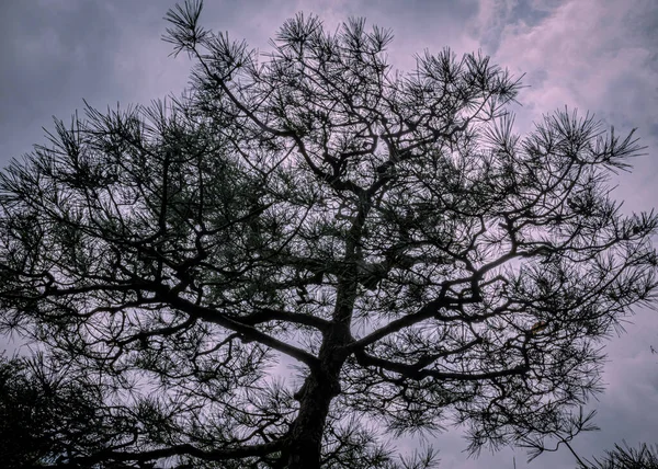 Μια Σιλουέτα Από Ένα Δέντρο Ενάντια Ένα Συννεφιασμένο Ουρανό — Φωτογραφία Αρχείου