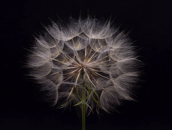 Closeup Shot Dandelion Black Background — Stock Photo, Image