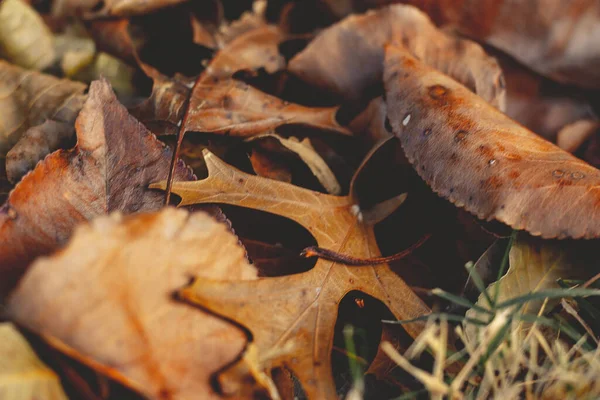 倒れた秋のマクロショットは草の上に残します — ストック写真